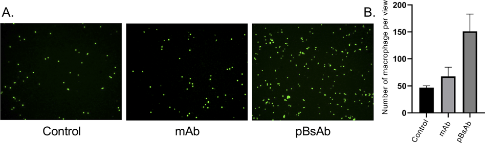 Macrophage-engaging peptidic bispecific antibodies（pBsAbs）for immunotherapy via a facile bioconjugation strategy